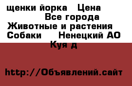 щенки йорка › Цена ­ 15 000 - Все города Животные и растения » Собаки   . Ненецкий АО,Куя д.